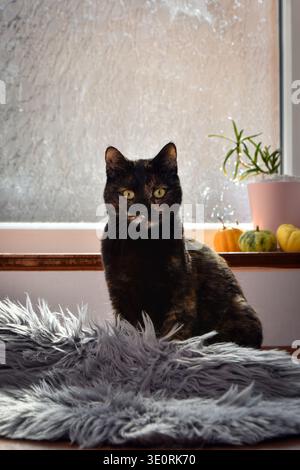 Schildpatt 'tortie' Katze posiert drinnen und sieht in die Kamera Stockfoto
