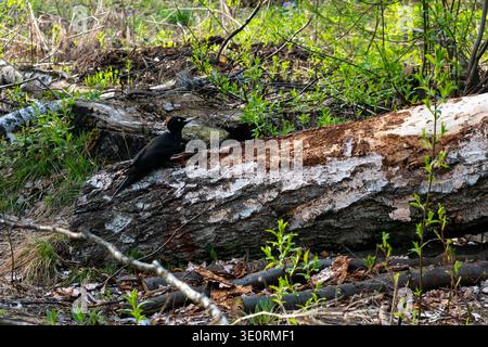 Ein schwarzer Spechte thront auf einem gefallenen Birkenholz, umgeben von frischem Frühlingswuchs, und pickt in einer ruhigen Waldlichtung nach Rinde. Verhalten der natürlichen Tierwelt Stockfoto