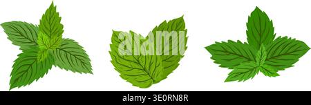 Vektorsatz von grünen Kräuterblättern einschließlich Minze, Brennnessel oder Rosmarin. Natürliche botanische Illustrationen für Tee, Kosmetik, Bio-Lebensmittel, Wellness und Verpackungsdesign. Stock Vektor
