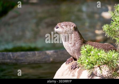 Nordamerikanische Flussotter an einem sonnigen Tag Stockfoto