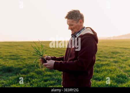 Landwirt kontrolliert Grünweizenpflanze bei Sonnenuntergang auf dem Feld. Landwirtschafts- und Landwirtschaftskonzept. Stockfoto