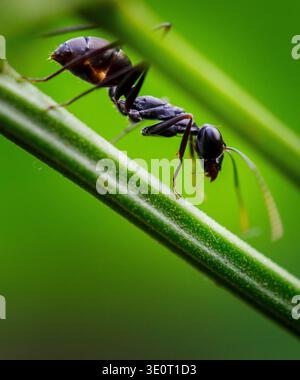 Makroaufnahme einer Ameise mit detaillierter Textur und Anatomie in natürlicher Umgebung. Stockfoto