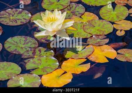Lanzarote, Kanarische Inseln, Spanien: Blick auf Nymphaea mexicana, eine ausdauernde Süßwasserkrautpflanze, schwimmende Blätter im Wasser und aufstrebende Blumen Stockfoto