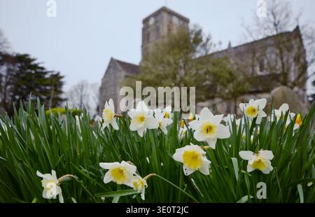 Narzissen in der Kirche St. Mary de Haura in Shoreham-by-Sea, West Sussex, England. Stockfoto