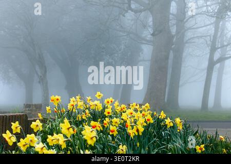Narzissen an einem nebeligen Tag im Frühjahr, Southwick, West Sussex, England. Stockfoto