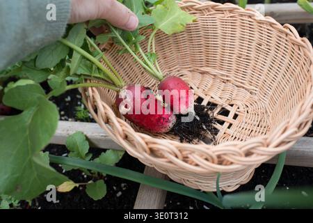 Rettich mit einem Korb aufnehmen. Radieschen sind nährstoffreiche Wurzelvegetabken, die mit Vitamin C gefüllt sind Stockfoto