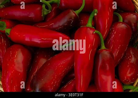 Kommerzieller Titel: Nahaufnahme kleiner roter Chili-Paprika, lebhafter heißer roter Paprika-Stapel, würziger Lebensmittelhintergrund, frische Ernte kleiner reifer Chili-Paprika Stockfoto