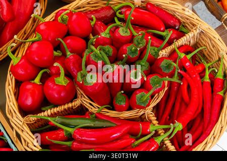 Kommerzieller Titel: Nahaufnahme kleiner roter Chili-Paprika, lebhafter heißer roter Paprika-Stapel, würziger Lebensmittelhintergrund, frische Ernte kleiner reifer Chili-Paprika Stockfoto