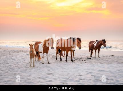 Wilde Ponys (Equus caballus) am Strand bei Sonnenaufgang im Assateague Island National Park, Maryland Stockfoto