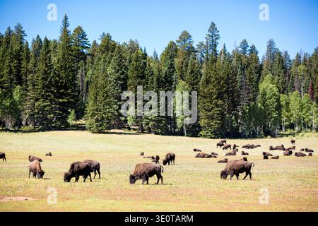 Bisonherde auf dem Kaibab-Plateau in der Nähe des Nordrandes des Grand Canyon, Arizona Stockfoto