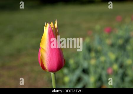 Pinkfarbene und gelbe Tulpenknospen stehen aufrecht in einem Frühlingsgarten, in scharfem Fokus vor einem sanft verschwommenen Hintergrund blühender Blumen. Stockfoto