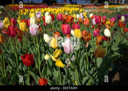 Farbenfrohes Tulpenfeld im Frühling, mit roten, gelben, rosa, weißen, und orangene Blumen in einer lebendigen Gartenlandschaft. Stockfoto
