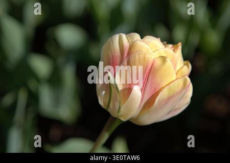 Nahaufnahme einer blühenden Creme Upstar Double Late Tulpe (Tulipa gesneriana) mit zarten rosa und cremefarbenen Blüten in einer Gartenumgebung. Stockfoto