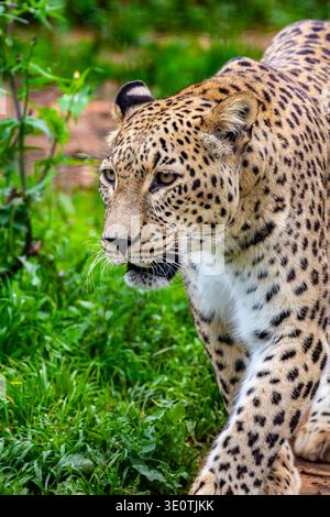 Der Persische Leopard (Panthera pardus tulliana) ist eine große Leopardensubart, die in Westasien beheimatet ist. Stockfoto