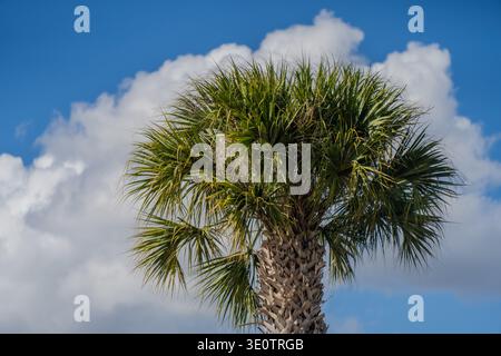 Niedriger Blickwinkel auf eine alte Palmenkrone mit grünen Wedeln und strukturiertem Stamm, der sich gegen hellblauen Himmel und große weiße Wolken im Freien erhebt Stockfoto