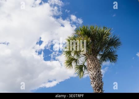 Floridas Palmenkrone mit grünen Wedeln und strukturiertem Stamm, der sich gegen hellblauen Himmel und große weiße Wolken erhebt Stockfoto