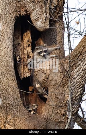Waschbären (Procyon lotor) klettern in Baumhöhle - Brevard, North Carolina, USA Stockfoto