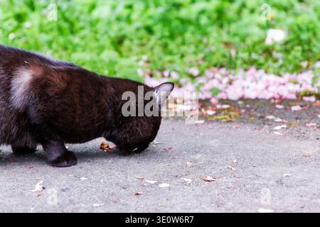 Schwarze Katze isst Futter auf gepflasterten Wegen draußen aus nächster Nähe. Kopierbereich. Selektiver Fokus Stockfoto