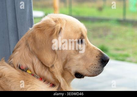 Golden Retriever Hund sitzt und lenkt die Aufmerksamkeit auf den Blick hinter einem Fenster Stockfoto