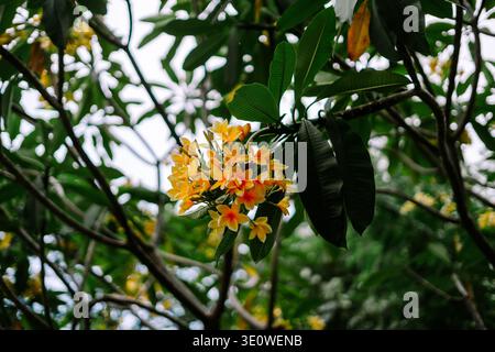 Eine wunderschöne Ansammlung von leuchtenden gelben und orangen Frangipani-Blüten, die auf einem Baumzweig blühen, umgeben von üppig grünen Blättern mit einem weichen, hellen bac Stockfoto