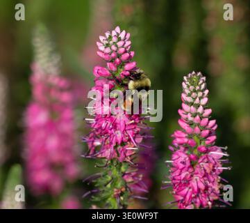 Veronica Speedwell blüht in einer wunderschönen rosa Farbe mit einer bestäubenden Hunt's Hummel. Nahansicht. Stockfoto