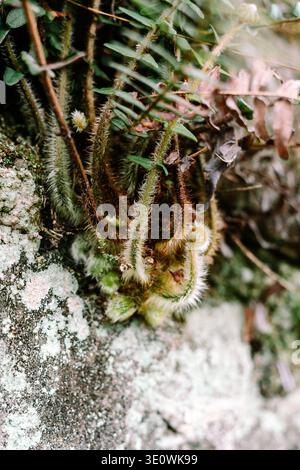 Eine detaillierte Nahaufnahme erfasst die einzigartige Textur haariger Pflanzenwedel, die aus einem mit Flechten bedeckten Felsen in einer natürlichen Waldumgebung auftauchen. Das in Stockfoto