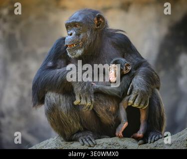 Eine Schimpansenmutter hält ihr neugeborenes Baby im Zoo von Los Angeles Stockfoto