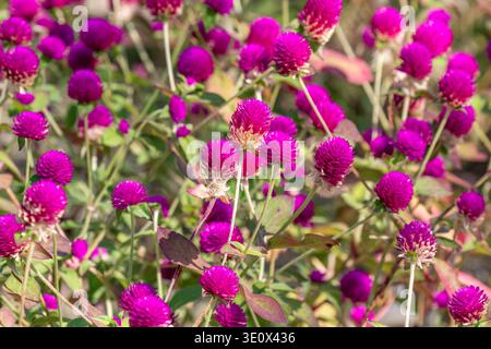 Feld mit leuchtenden Globus-Amaranth-Blüten (Gomphrena globosa), in Samut Prakhan, südöstlich von Bangkok, Thailand. Stockfoto
