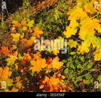 Herbst, Wald und trockene Blätter auf dem Boden mit Jahreszeitwechsel mit Laub, Eiche und Pflanzen in der Natur. Wildnis, Wälder und Flora mit Klee Stockfoto