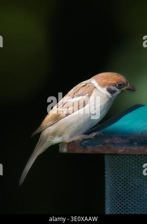 Dunkel, Natur und Raum mit Spatzen auf Vogelfutter für Erhaltung, Ornithologie oder Nachhaltigkeit. Hintergrund, Umgebung und Tapete mit Tier Stockfoto