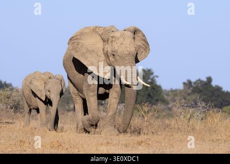 Eine afrikanische Elefantenkuh und ihr junges Kalb gehen gemeinsam durch das Trockenrasengebiet des Moremi Game Reserve, Botswana. Stockfoto
