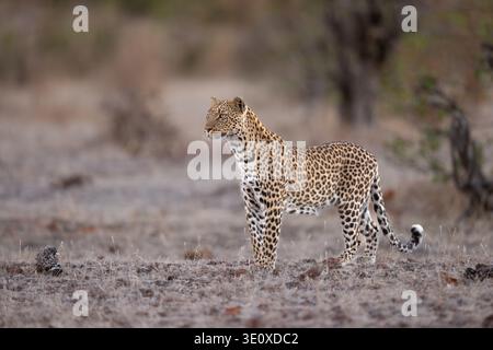 Ein majestätischer afrikanischer Leopard (Panthera pardus), der in der offenen Buschland des Moremi Game Reserve, Okavango Delta, Botswana, wachsam ist. Stockfoto