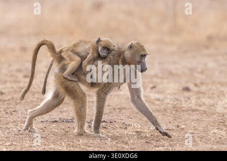 Eine weibliche Chacma-Pavianin (Papio ursinus), die mit einem kleinen Säugling in Mashatu, Botswana, über die Ebenen läuft. Stockfoto