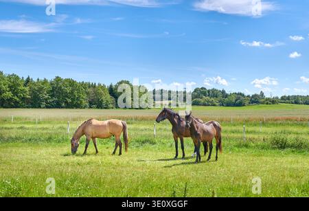 Landwirtschaft, Weide oder Pferde auf dem Feld mit Ruhe, Pferden oder Lebensraum in der Viehhaltung. Naturschutz, friedlich oder Tiere im Freien mit Essen Stockfoto