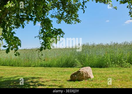 Bauernhof, Mohn und Weizen mit Ackerfeld, Wachstum und nachhaltigem Laub in der Natur. Land, Getreide und Feldfrüchte im Freien für Landwirtschaft und Nahrungsmittelproduktion Stockfoto