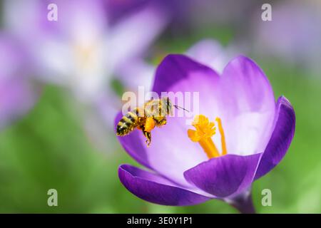 Makro einer Biene, die zu einer violetten Krokusblüte fliegt Blüte Stockfoto