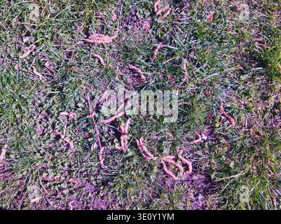 Ein Foto aus der Vogelperspektive von wildem grünem Gras, bedeckt mit gefallenen rosa-braunen Haselnussbaumkatzen. Die natürlichen Strukturen sind lebendig und Stockfoto