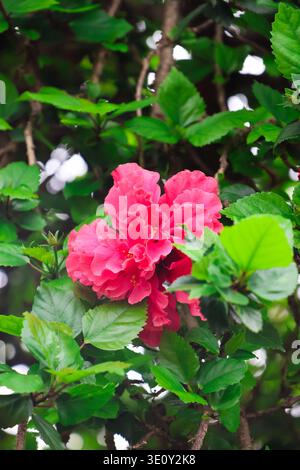 Leuchtende rosafarbene Hibiskusblüte in üppigem Grün. Nahaufnahme einer hellrosa Hibiskusblüte umgeben von satten grünen Blättern. Stockfoto