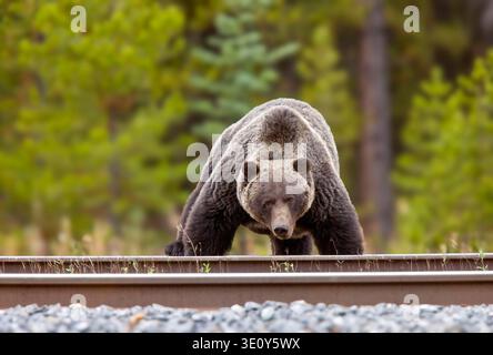 Imposanter Grizzlybär überquert Eisenbahngleise in einem verschwommenen Wald Stockfoto
