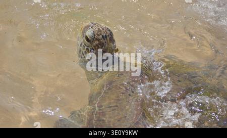 Meeresschildkröten schwimmen in seichten Küstengewässern in Sri Lanka Stockfoto