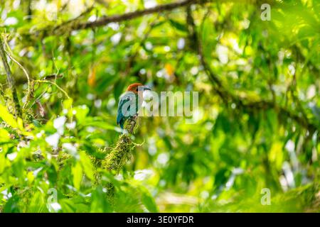 Breitschnabel-Motmot, hoch oben, Sarapiquí Fluss, Costa Rica Stockfoto