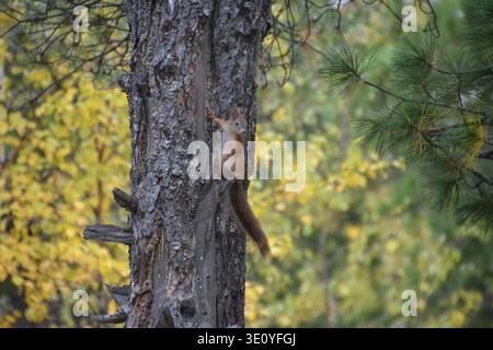Nahaufnahme des Eichhörnchens, das an der Rinde hängt. Fluffiges Eichhörnchen klettern im Wald. Wilde Momente. Eichhörnchen sitzen auf der Kiefer, Nahaufnahme. Porträt eines Quadrats Stockfoto