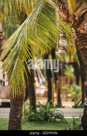 Vintage Laterne hängt an Palme im tropischen Garten Stockfoto