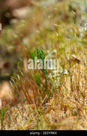Makronaht von Haarkappenmoos (Polytrichum commune), das unter Moos mit Sporophytenstielen in einer Waldbodenumgebung wächst. Stockfoto