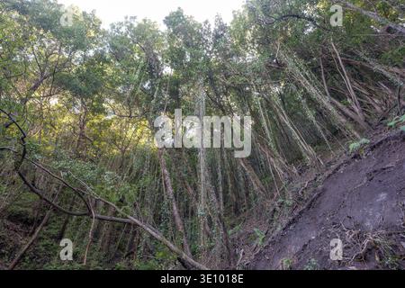 Lorbeerwald auf La Palma - einer der ältesten in Europa an einem dunklen nebeligen Tag. Hochwertige Fotos Stockfoto