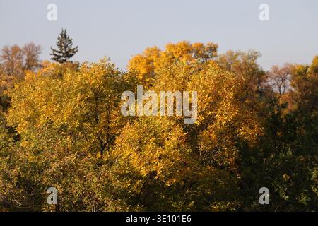 Gelbe, orangene, rote, braune Herbstblätter glühen in Sonnenaufgangssonne unter bleigrauem Himmel (Nahaufnahme, saisonal) Stockfoto