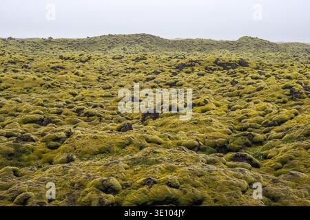 Moosiges Lavafeld, Island. Eldhraun, der größte Lavastrom der Welt, bedeckt mit zerbrechlichem Moos. Der Ort wurde nach der Laki-Eruption „Skaftareldar“ gebildet Stockfoto