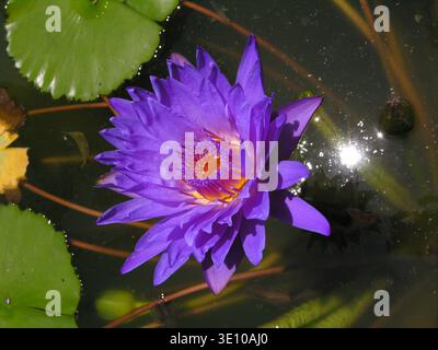 Leuchtende violette Lotusblume, die auf dem Wasser schwimmt, mit Sonnenreflexion Stockfoto