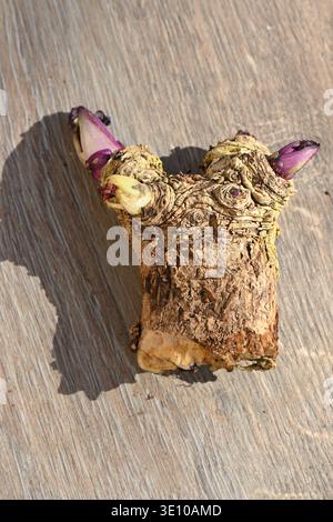 Abschnitt von Crambe Maritima / Meerkohl zeigt neues Wachstum, für die Zwang- oder Fortpflanzung UK March Stockfoto