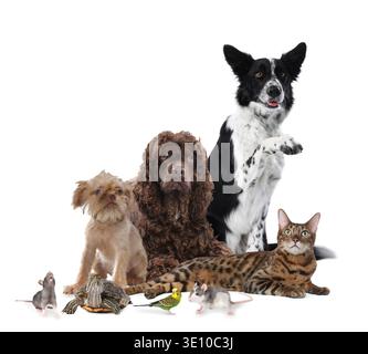 Gruppe niedlicher Haustiere auf weißem Hintergrund. Verschiedene Tiere Stockfoto